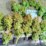 gelato-auto-fem-fastbuds.jpg