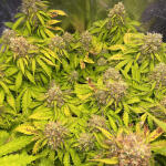 gelato-auto-fem-fastbuds.jpg