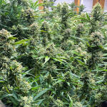 gelato-auto-fem-fastbuds.jpg