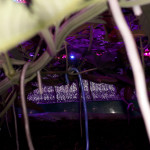 gorilla-glue-4-fem-anesia-seeds.jpg