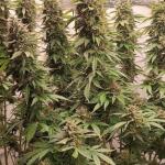 keepers-og-autoflower-fem-seedkeepers.jpg