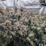 mac-n-jack-r1-fem-ethos-genetics.jpg