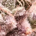 polar-gelato-by-sherbinskis-fem-silent-seeds.jpg