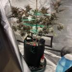 punchberry-cookies-rbx-fem-ethos-genetics.jpg