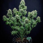 sour-jealousy-auto-fem-fastbuds.jpg
