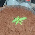 apple-betty-fem-herbies-seeds.jpg