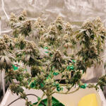 crescendo-rbx1-fem-ethos-genetics.jpg