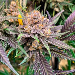 gorilla-glue-4-fem-blimburn-seeds.jpg