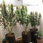 keepers-og-autoflower-fem-seedkeepers.jpg