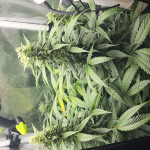 lemon-cherry-cookies-auto-fem-fastbuds.jpg