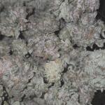 polar-gelato-by-sherbinskis-fem-silent-seeds.jpg