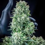 sour-jealousy-auto-fem-fastbuds.jpg