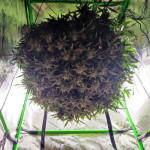 z-up-auto-fem-fastbuds.jpg