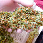 auto-lemon-kix-auto-lemon-zkittle-fem-dutch-passion.jpg