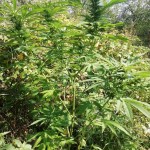gagarin-haze-dutch-passion.jpg