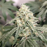 ghost-train-haze-fem-seedkeepers.jpg