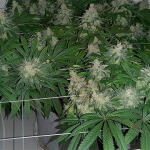 glue-sherbert-fem-alphafem-seeds.jpg