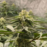 kings-juice-fem-ghs.jpg