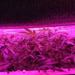 krippleberry-auto-flowering-dr.-krippling-seeds.jpg