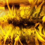 nova-og-anesia-seeds.jpg