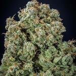 sour-jealousy-auto-fem-fastbuds.jpg