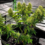gelato-fem-blimburn-seeds.jpg