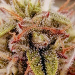 godfather-og-auto-fem-7ch-american.jpg