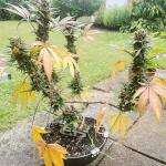 purple-lemonade-ff-fem-fastbuds.jpg