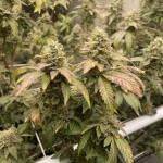 booberry-cookies-rbx-fem-ethos-genetics.jpg