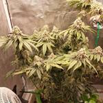 booberry-cookies-rbx-fem-ethos-genetics.jpg