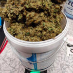 gelato-fem-blimburn-seeds.jpg
