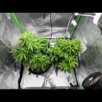 lemon-cherry-cookies-auto-fem-fastbuds.jpg