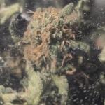 lemon-cherry-runtz-fem-fastbuds.jpg