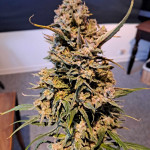purple-punch-og-xl-auto-fem-sweet-seeds.jpg