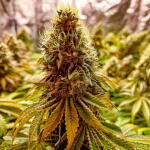runtz-punch-fem-herbies-seeds.jpg
