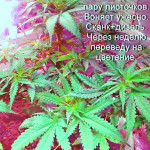 somango-fem-bulk-seed-bank.jpg