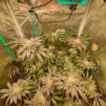 strawberry-og-cookies-r1-fem-ethos-genetics.jpg