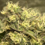 vanilla-frosting-fem-humboldt-seed-company.jpg