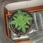 ak-77v-fem-victory-seeds.jpg