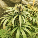 bruce-banner-3-fem-blimburn-seeds.jpg