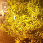 extreme-impact-auto-fem-heavyweight-seeds.jpg