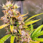 forbidden-runtz-auto-fem-fastbuds.jpg