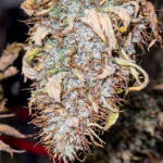 garlic-cookies-fem-barneys-farm.jpg
