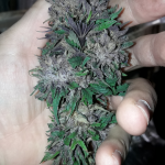 lemon_thai_kush.png