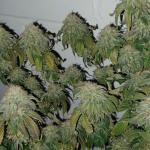 punchberry-cookies-rbx-fem-ethos-genetics.jpg