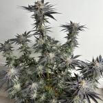 purple-punch-fem-barneys-farm.jpg