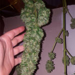 think-different-auto-fem-dutch-passion.jpg