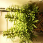 y-griega-fem-medical-seeds.jpg