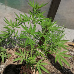 zkittlez-auto-fem-Semyanich.jpg