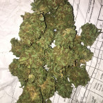 amherst-sour-diesel-humboldt-seeds.jpeg